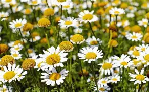 Egyptian chamomile Seeds